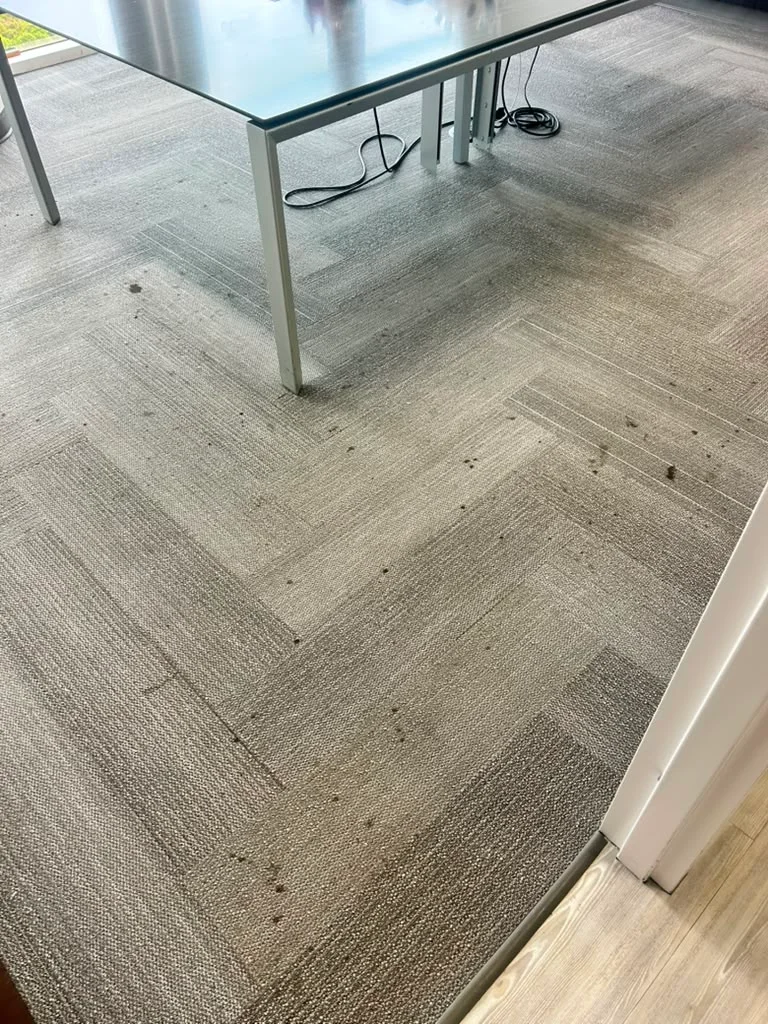 Same Day Carpet Cleaning at Dr Steemer
